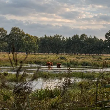 Schotse hooglanders staan in het ondiepe water van een moerasachtig landschap in Altweerterheide, met graslanden en bomen op de achtergrond.
